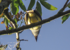 Myiarchus tuberculifer