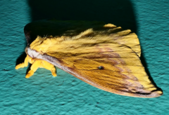Syntherata
