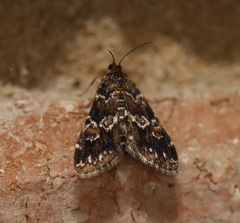 Elophila responsalis