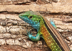 Cnemidophorus gaigei