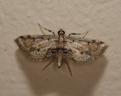 Parapoynx crisonalis