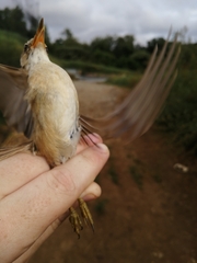 Acrocephalus scirpaceus baeticatus