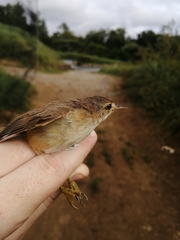 Acrocephalus scirpaceus baeticatus