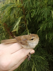 Acrocephalus scirpaceus baeticatus
