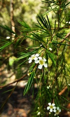 Baeckea linifolia