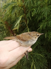 Acrocephalus scirpaceus baeticatus