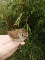 Acrocephalus scirpaceus baeticatus