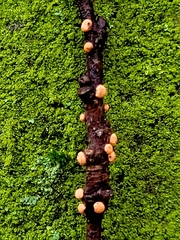 Nectria cinnabarina