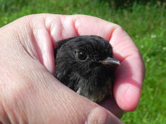 Petroica macrocephala macrocephala