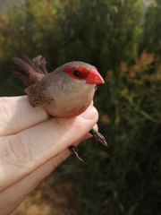 Estrilda astrild