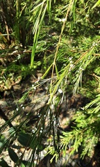 Baeckea linifolia