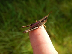 Dichromorpha elegans