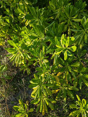 Scaevola taccada