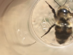 Bombus sylvicola