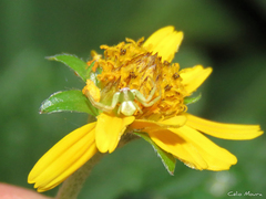 Misumenoides