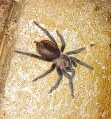 Theraphosinae