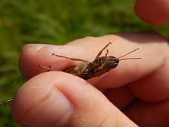 Dichromorpha elegans