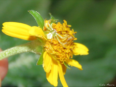 Misumenoides
