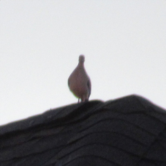 Zenaida macroura carolinensis