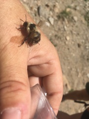 Bombus sylvicola