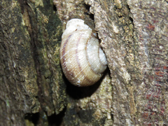 Tomigerus