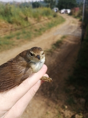 Acrocephalus scirpaceus baeticatus