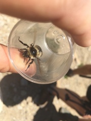 Bombus sylvicola