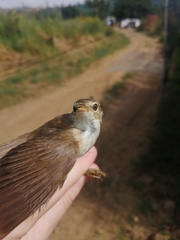 Acrocephalus scirpaceus baeticatus