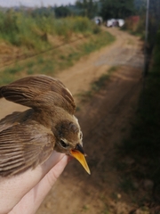 Acrocephalus scirpaceus baeticatus