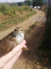 Acrocephalus scirpaceus baeticatus