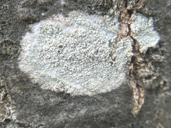 Lecanora