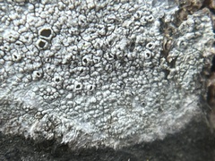Lecanora