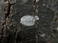 Lecanora