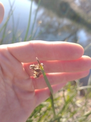 Schoenoplectus americanus