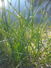 Schoenoplectus americanus