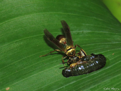 Polybia chrysothorax