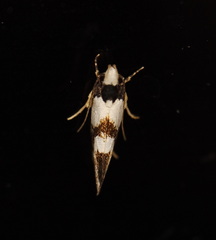 Coesyra hemiphragma