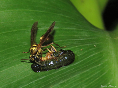 Polybia chrysothorax