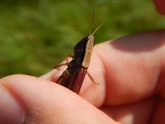 Dichromorpha elegans