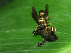 Polybia chrysothorax