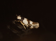 Coesyra hemiphragma