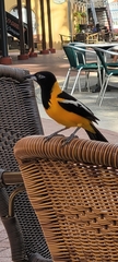 Icterus icterus