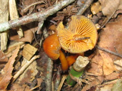 Gliophorus perplexus