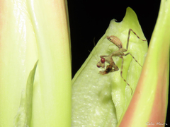 Stagmatoptera