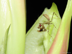 Stagmatoptera