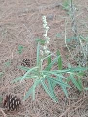 Pterocaulon