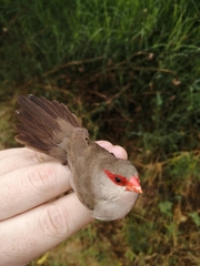 Estrilda astrild