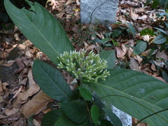 Ixora polyantha