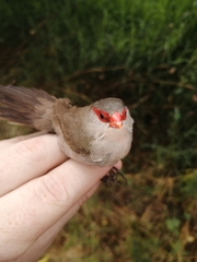 Estrilda astrild