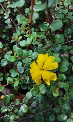 Hibbertia decumbens